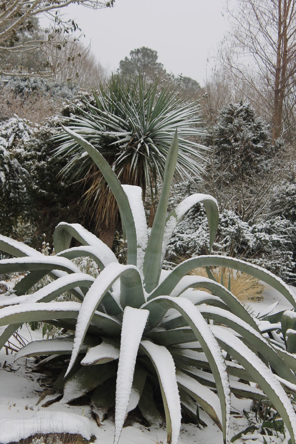 Image of Agave x protamericana 'Grey Gator' taken at Juniper Level Botanic Gdn, NC by JLBG