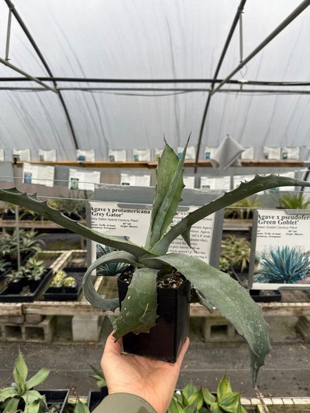 Agave protamericana Grey Gator