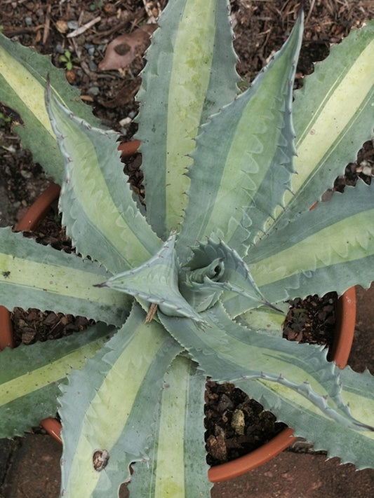 Image of Agave x protamericana 'Lemon Lime' taken at Juniper Level Botanic Gdn, NC by JLBG