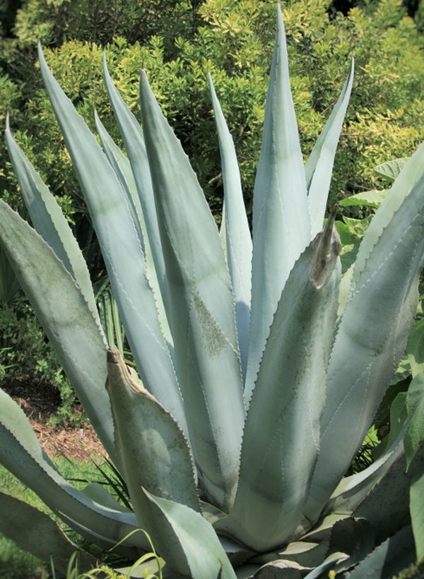 Image of Agave x protamericana 'Silver Surfer'