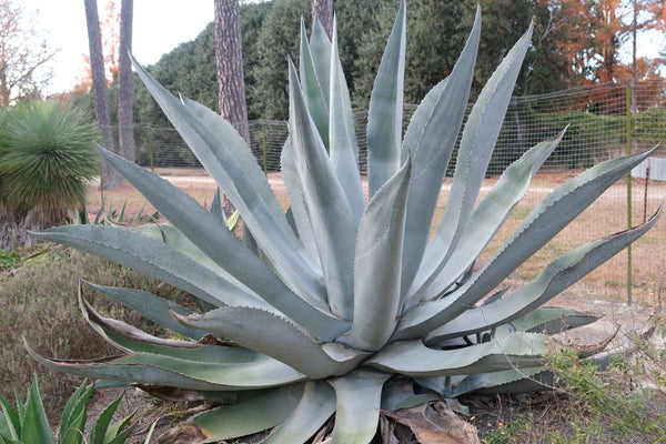 アガベシルバーサーファー 3 Agave x protamericana 'Silver Surfer' | Silver Surfer Hardy