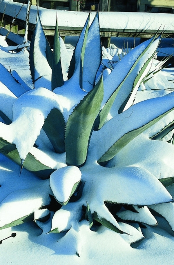 Image of Agave x protamericana taken at Juniper Level Botanic Gdn, NC by JLBG