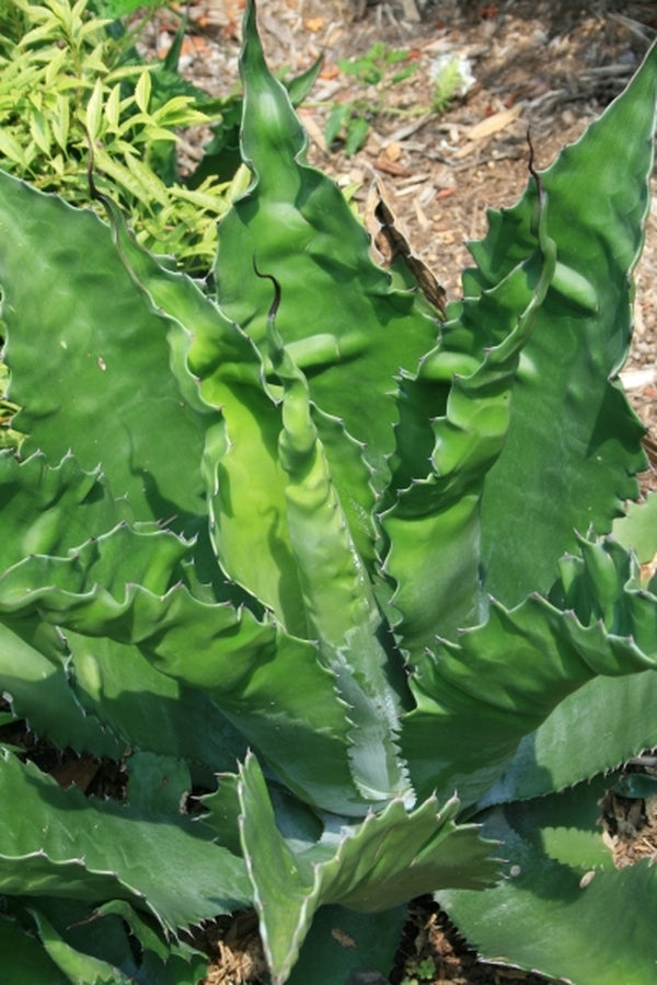 Image of Agave x pseudoferox 'Bellville' taken at Juniper Level Botanic Gdn, NC by JLBG