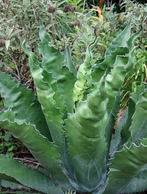 Image of Agave x pseudoferox 'Bellville'