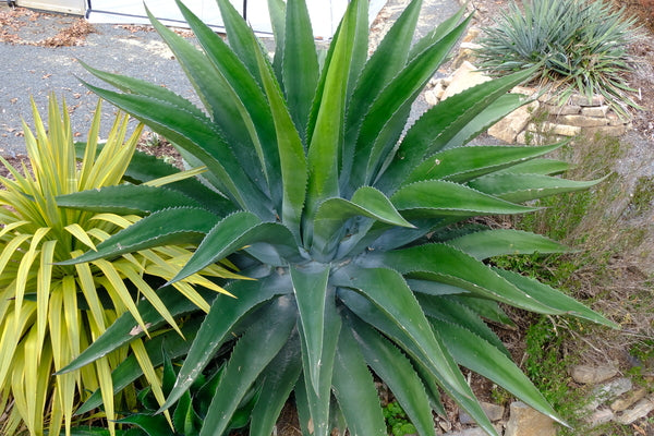 Image of Agave x pseudoferox 'Bellville' taken at Juniper Level Botanic Gdn, NC