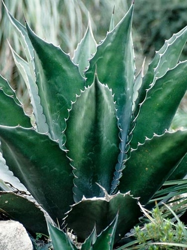Image of Agave x pseudoferox 'Green Goblet' taken at Juniper Level Botanic Gdn, NC by JLBG