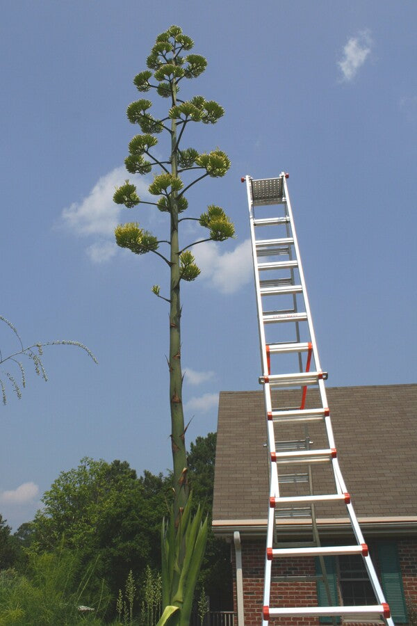 Learn about Agave x pseudoferox 'Green Goblet' | Green Goblet
