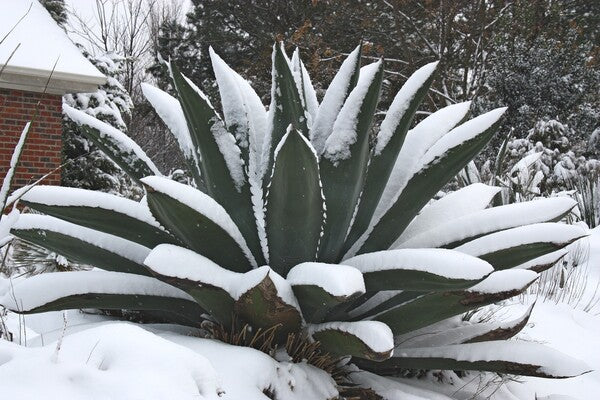 Image of Agave x pseudoferox 'Green Goblet'