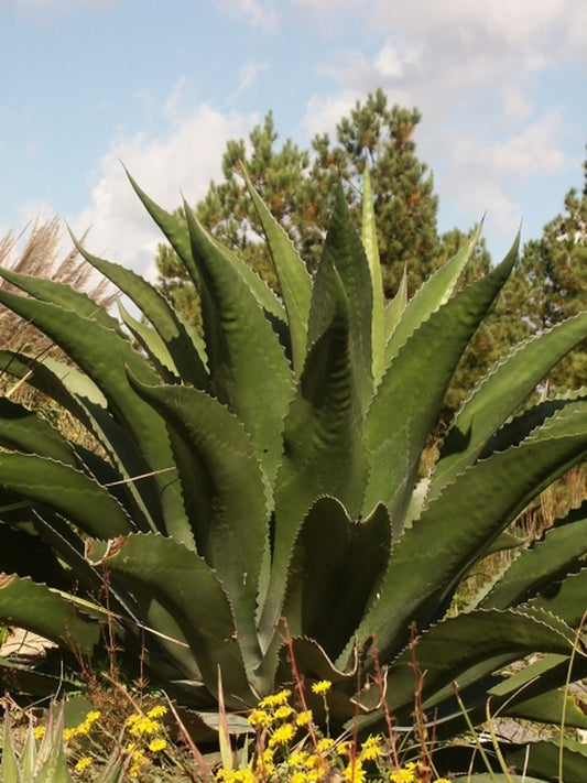 Image of Agave x pseudoferox 'Logan Calhoun' taken at Juniper Level Botanic Gdn, NC by JLBG