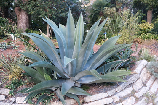 Image of Agave x pseudoferox 'Supersize' taken at Juniper Level Botanic Gdn, NC by JLBG