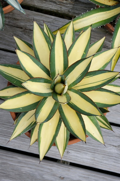 Agave x romanii 'Gipsy Queen'