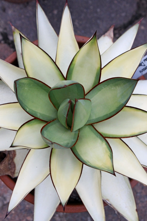 Image of Agave x romanii 'Shadow Dancer' taken at Juniper Level Botanic Gdn, NC by JLBG