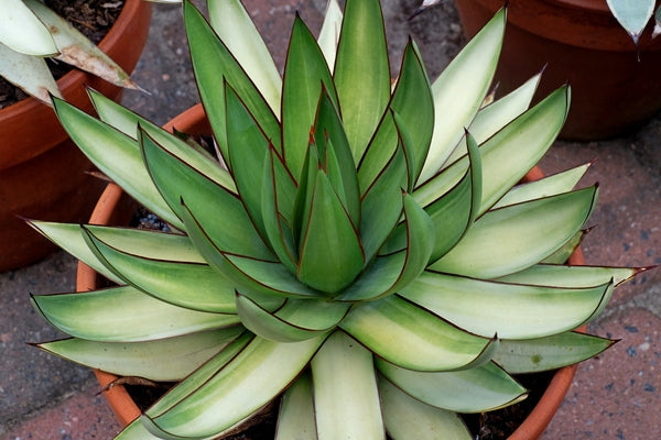Image of Agave x romanii 'Shadow Dancer' taken at Juniper Level Botanic Gdn, NC by JLBG