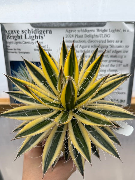 Image of Agave schidigera 'Bright Lights'