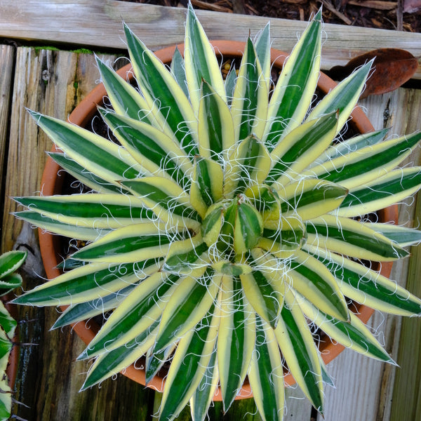 Learn about Agave schidigera 'Royal Flush' PP 31,138 | Royal Flush