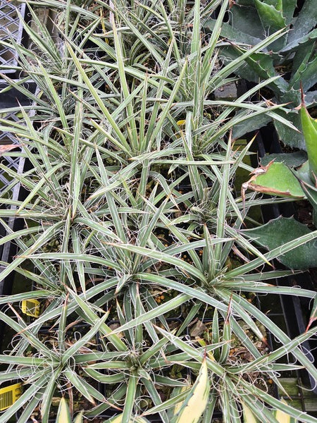 Image of Agave schottii 'Making Lemmons' taken at Juniper Level Botanic Gdn, NC by JLBG