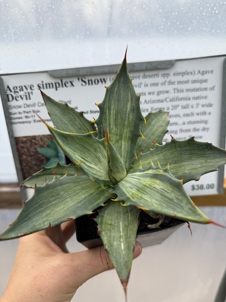 Agave simplex Snow Devil