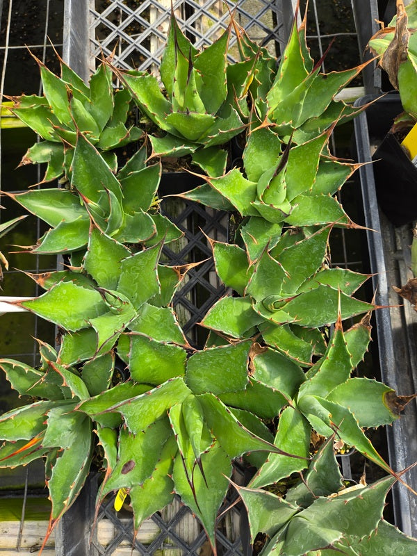 agave green Learn about Agave sp. 'Azul Monterrey Green' | Green Azul Monterrey Century  Plant