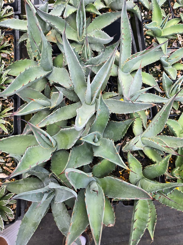 Image of Agave sp. 'Azul Monterrey' taken at Juniper Level Botanic Gdn, NC by JLBG