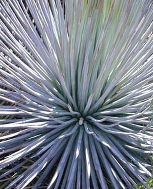 Image of Agave striata 'Live Wires' taken at Yucca Do Nursery, TX by W. Roitsch