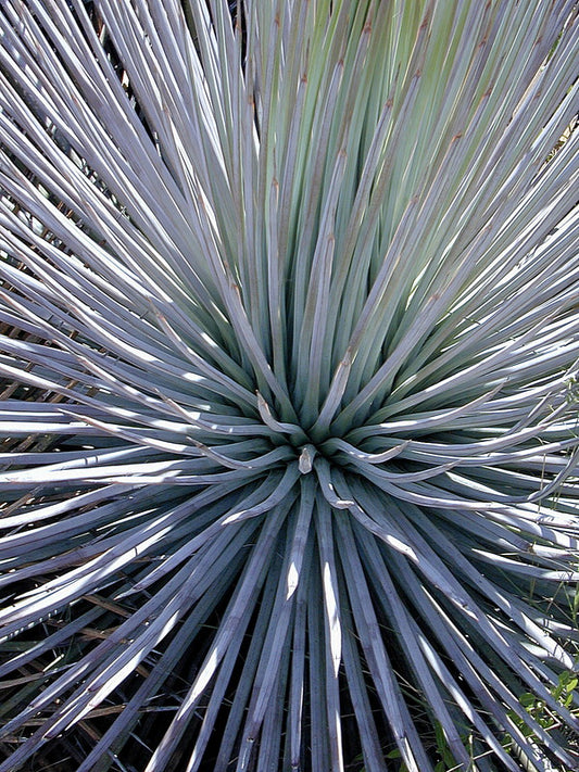 Image of Agave striata 'Live Wires' taken at Yucca Do Nursery, TX by W. Roitsch