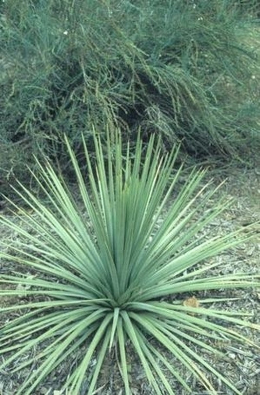Image of Agave striata taken at Juniper Level Botanic Gdn, NC by JLBG