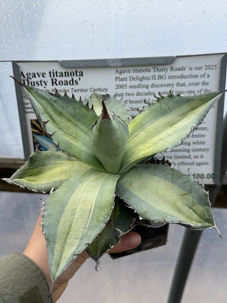 Image of Agave titanota 'Dusty Roads'