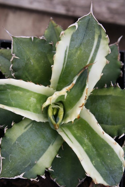 Learn about Agave titanota 'Genryu Kifukurin' | Genryu Kifukurin
