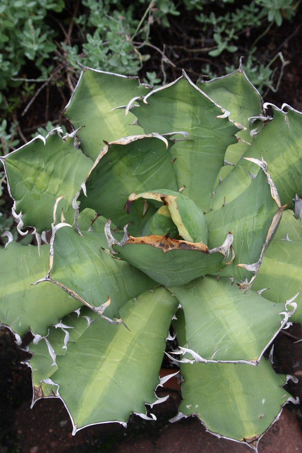 Image of Agave titanota 'Mean Streak' taken at Juniper Level Botanic Gdn, NC by JLBG