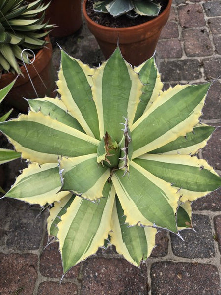 Image of Agave titanota 'Snaggle Tooth' taken at Juniper Level Botanic Gdn, NC by JLBG