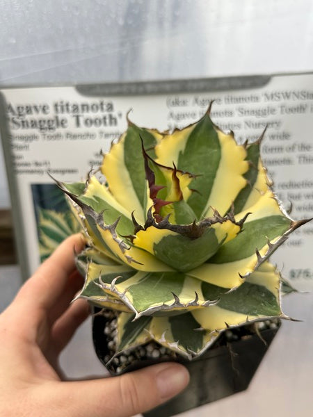 Image of Agave titanota 'Snaggle Tooth'