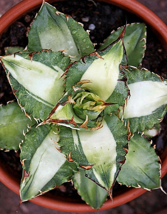Image of Agave titanota 'Solar Eclipse' taken at Juniper Level Botanic Gdn, NC by JLBG