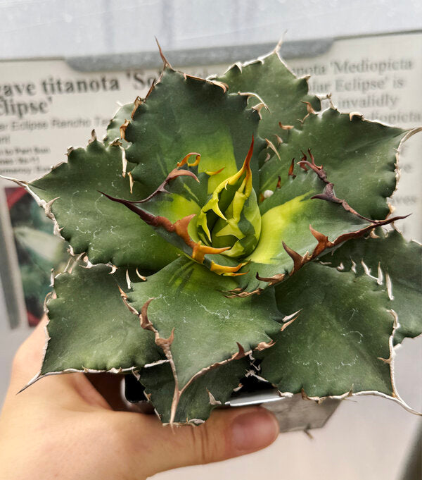 Image of Agave titanota 'Solar Eclipse' taken at Winter coloration