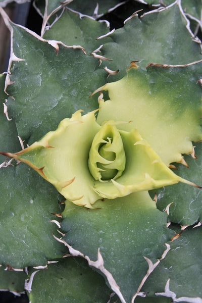 Learn about Agave titanota 'Sunburst' | Sunburst Rancho Tambor