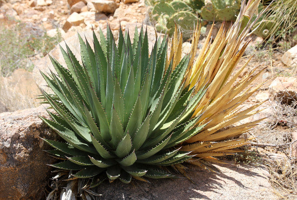 Agave utahveyana Wikieup