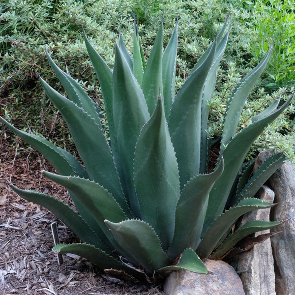 Image of Agave x victoferox 'Upstanding' taken at Juniper Level Botanic Gdn, NC by JLBG
