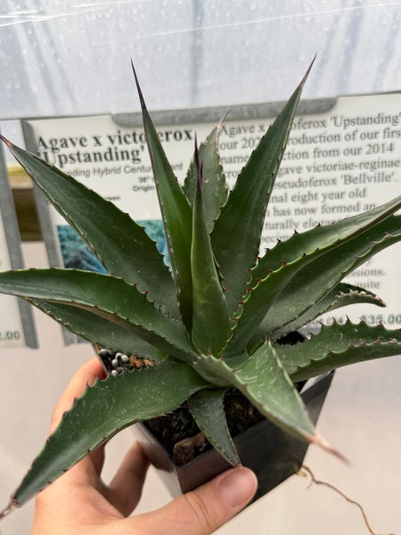 Agave x victoferox 'Upstanding' | Upstanding Hybrid Century Plant