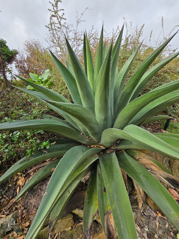 Agave | Agave Plants for Sale | Variegated Agave for Sale