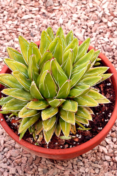 Agave victoriae-reginae Golden Surprise - Plant Delights Nursery