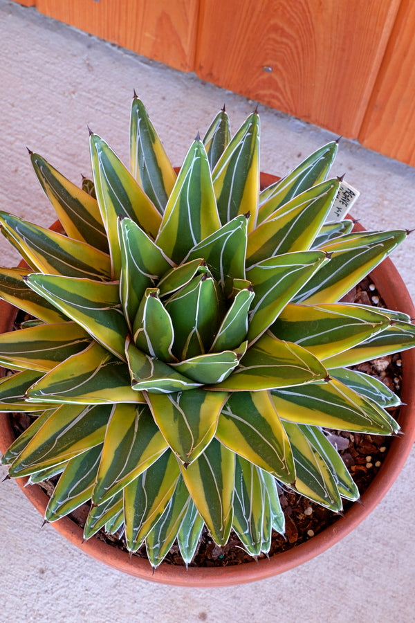 Agave victoriae-reginae Lemonade - Plant Delights Nursery