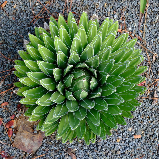 Image of Agave victoriae-reginae 'Porcupine' taken at Juniper Level Botanic Gdn, NC by JLBG