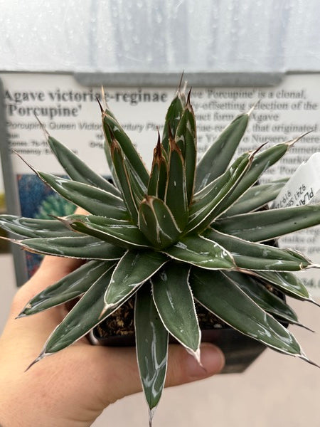 Image of Agave victoriae-reginae 'Porcupine'