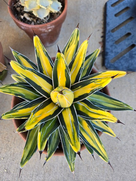 Agave victoriae-reginae 「special」 235 Agave victoriae-reginae 'Sun King' | Sun King Queen Victoria