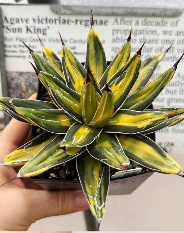 Image of Agave victoriae-reginae 'Sun King'