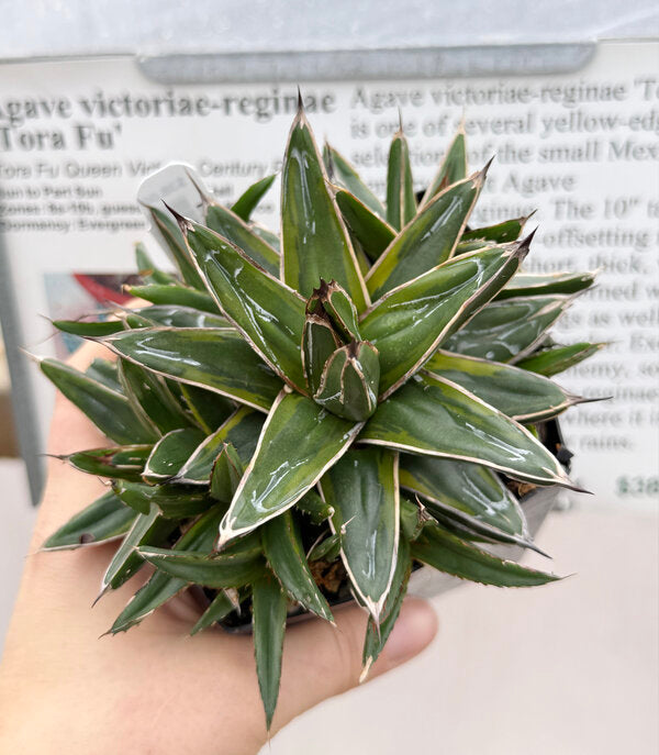 Image of Agave victoriae-reginae 'Tora Fu'