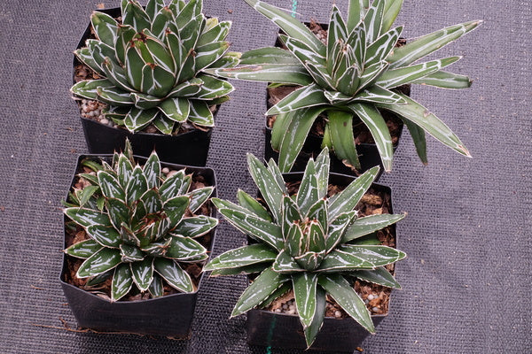 Image of Agave victoriae-reginae ssp. swobodae taken at PDN Sales House