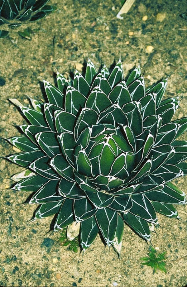 アガベ Agave victoriae-reginae 'Hyouzan' 231 Agave victoriae-reginae Tora Fu | Tora Fu Queen Victoria