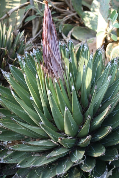 Agave-victoriae-reginae.i-4337