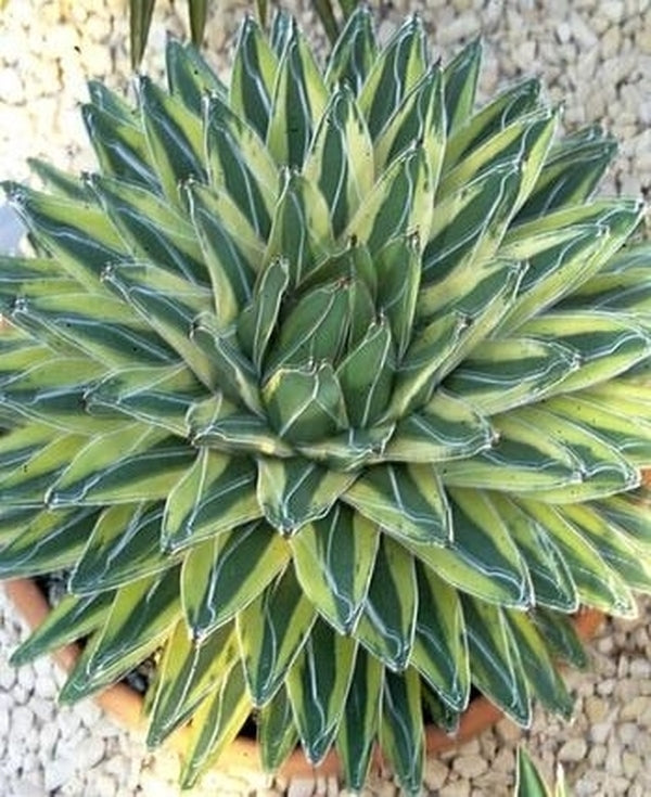 Image of Agave victoriae-reginae 'Kazo Bana' taken at Texas Gdn by H. Hansen