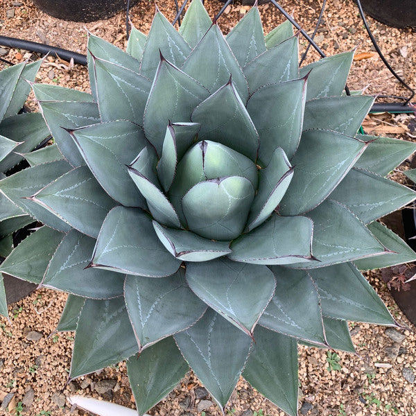 ナッシー_Agave ovatifolia Awakening Angel Southeastern Plant Symposium 2026Coming Soon - Juniper Level
